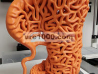 Usus Trikultur Hibrida Hasil Cetak 3D dengan Struktur Jaring Tabung (Adv. Funct. Mater. 16/2025)